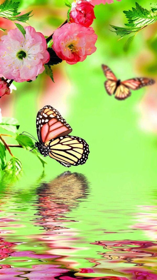 фотообои бабочки