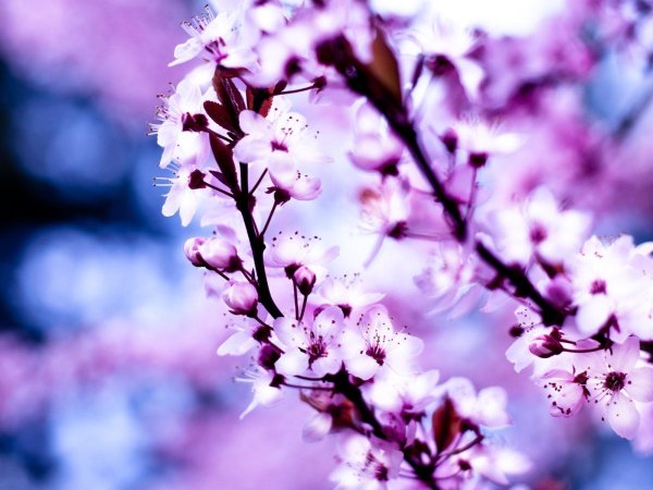 весенние фоны