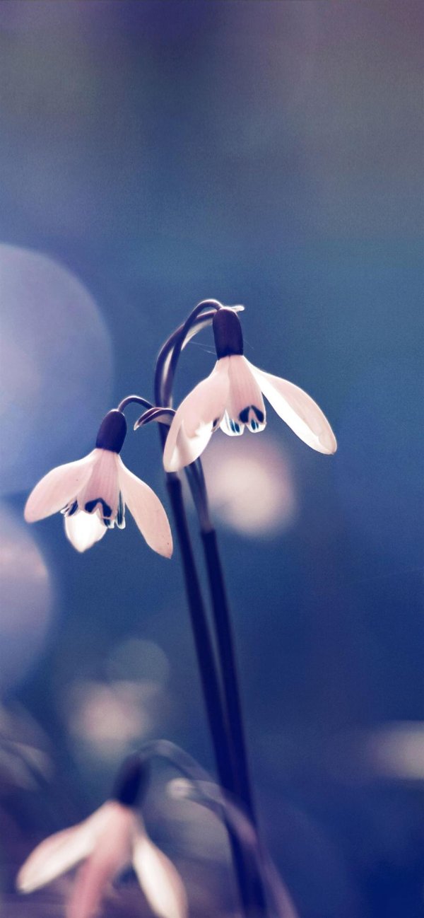 подснежники эстетика