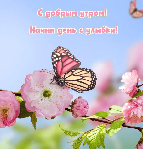 с добрым утром красивая открытка