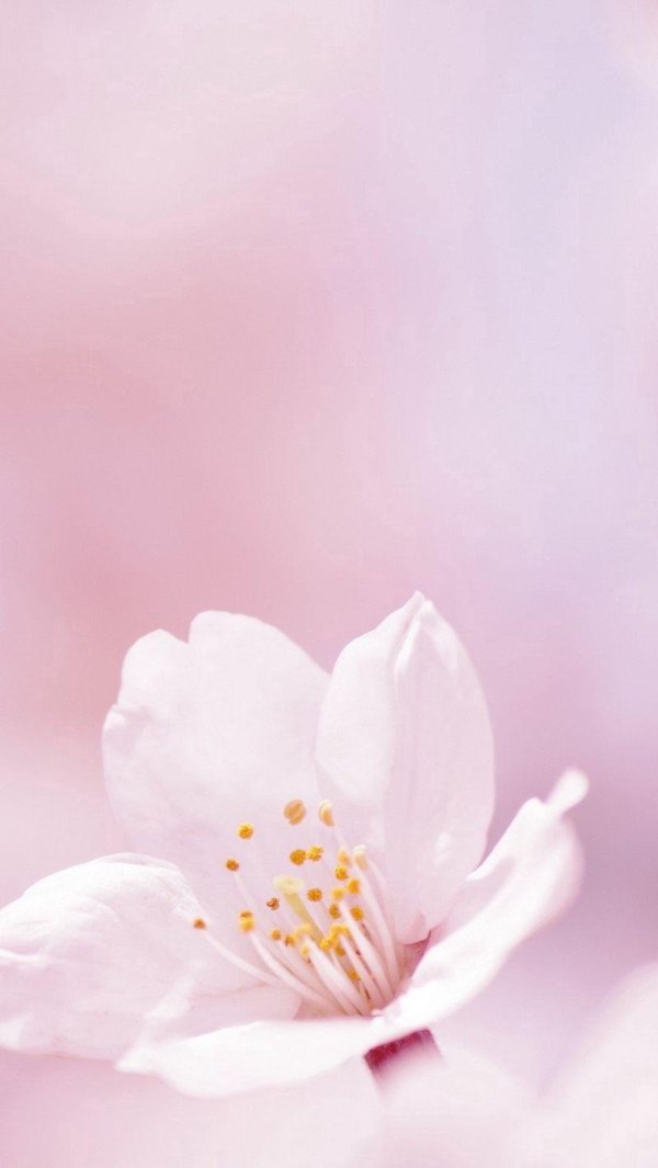 цветочные фоны