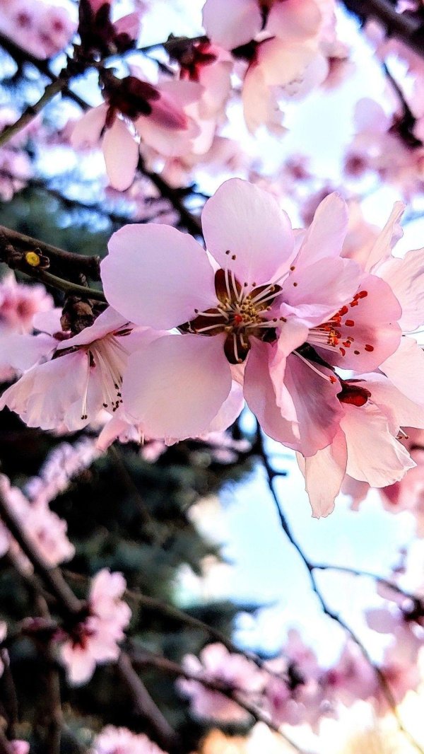 миндальное дерево