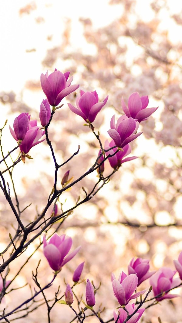 магнолия ветка