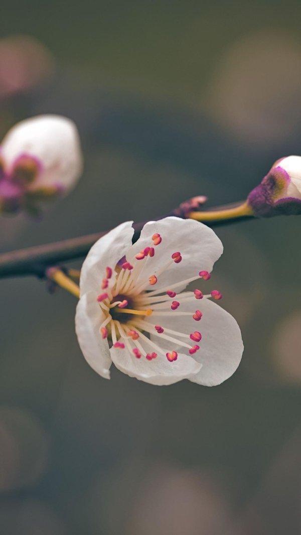 цветок весенний