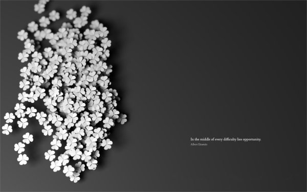 маленькие белые цветы