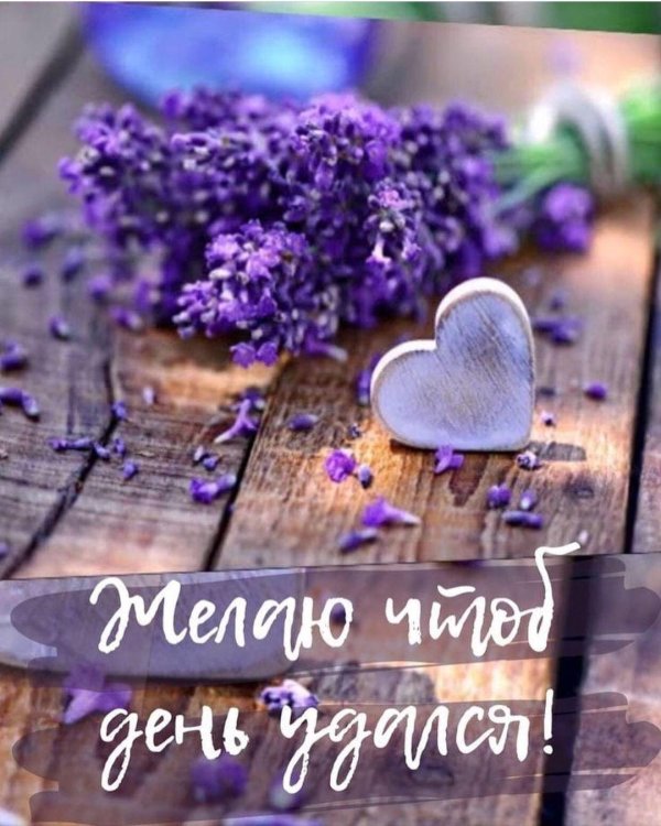 лавандовые цвета