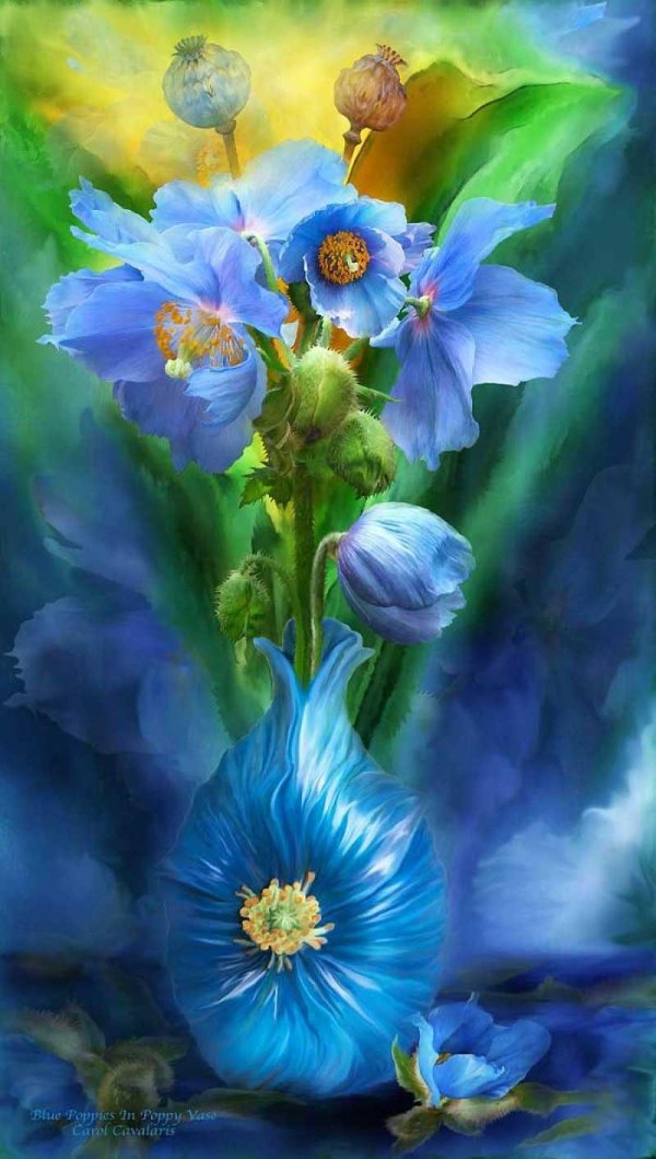 голубой мак