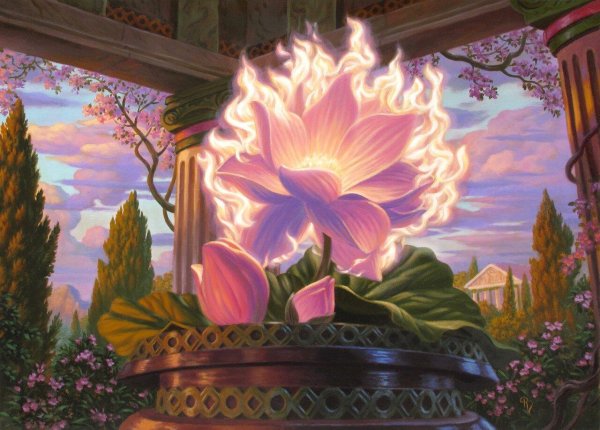 лотос красивый