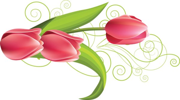клипарт тюльпаны