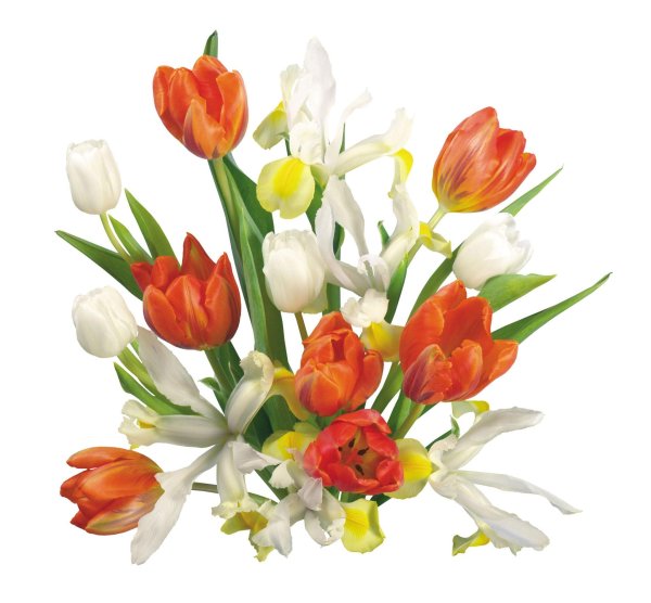 весенние цветы