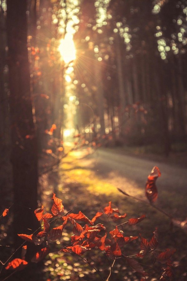 закат осенний