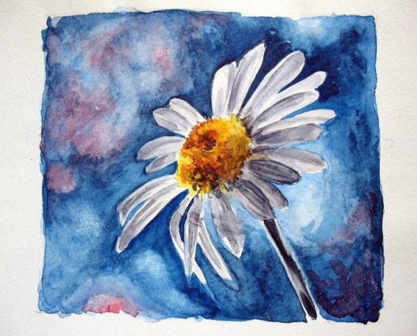 акварель ромашки