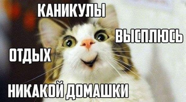 удивленный кот