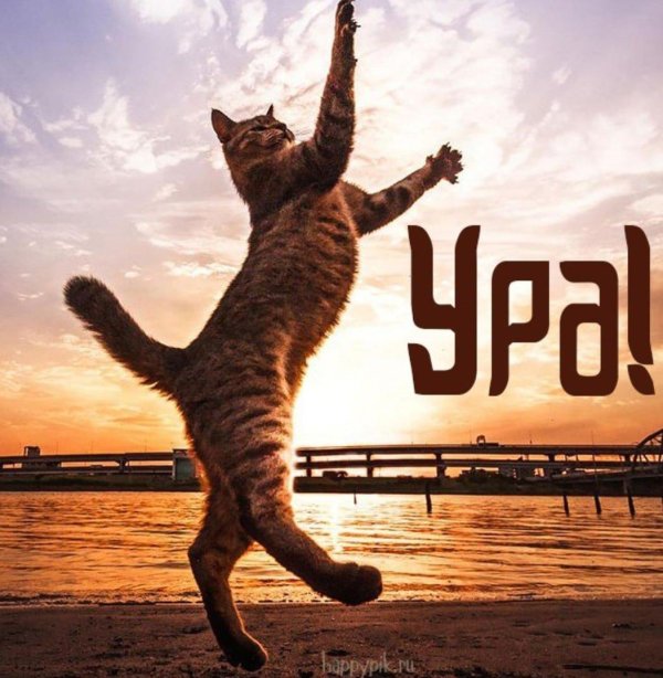 танцующие кошки