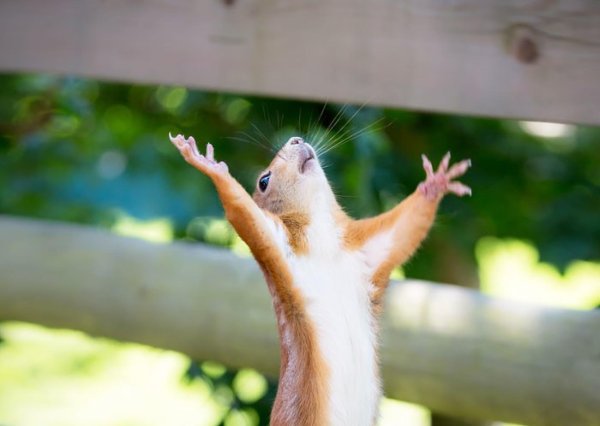 аллилуйя белка