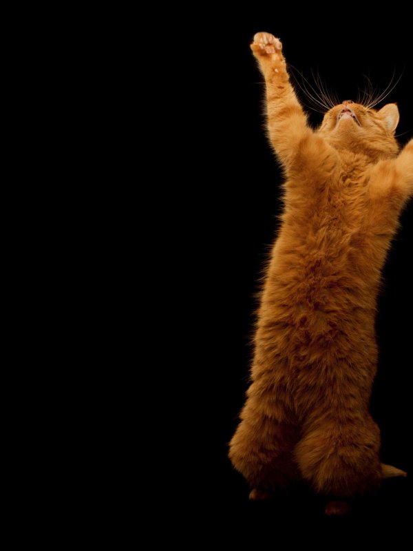 рыжего кота