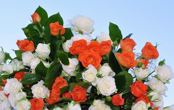 красивая букет