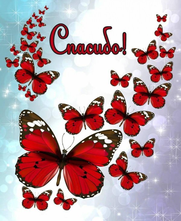 красная бабочка