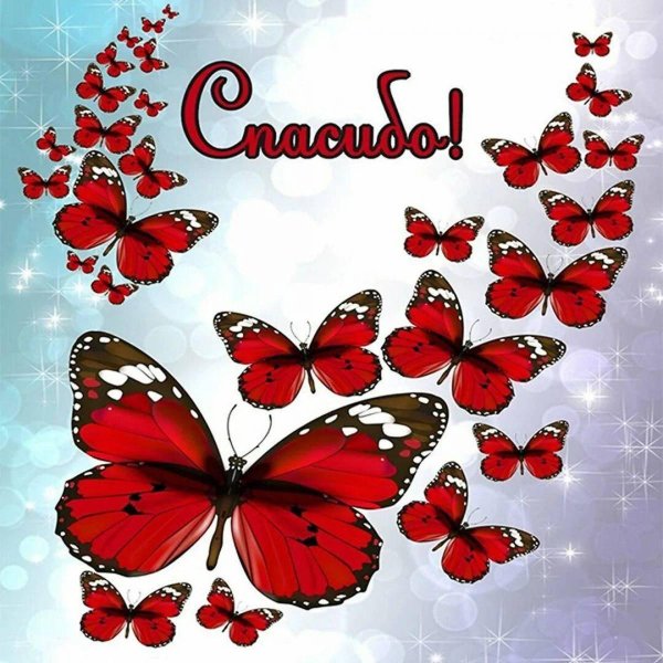 красная бабочка