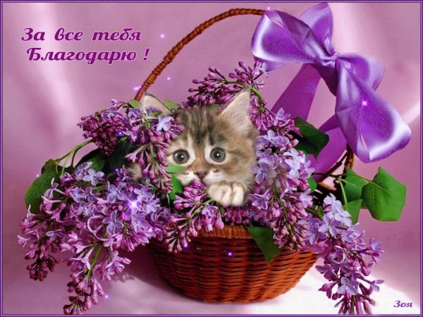 за всё тебя благодарю