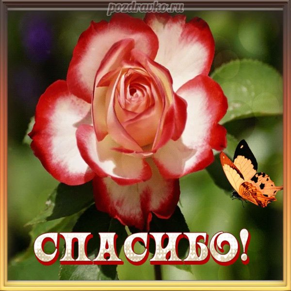 спасибо с розами