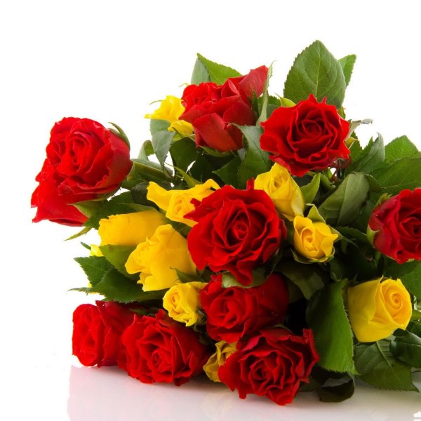 желто красная роза