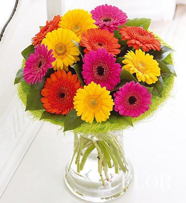 гермини микс