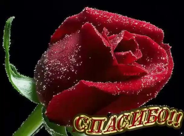 запись роза