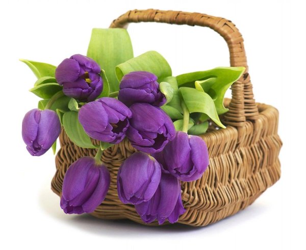 фиолетовые тюльпаны