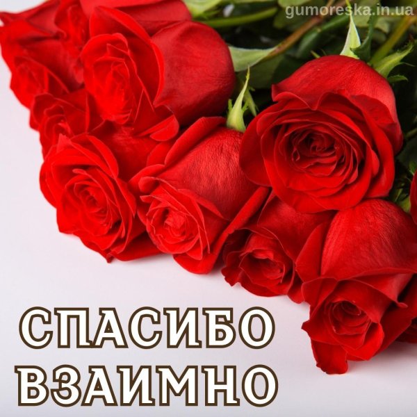 спасибо розы