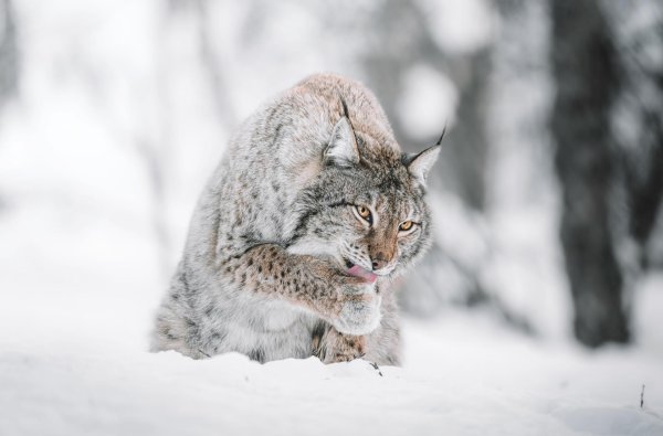 канадская рысь