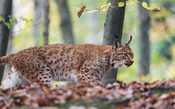 хищные животные