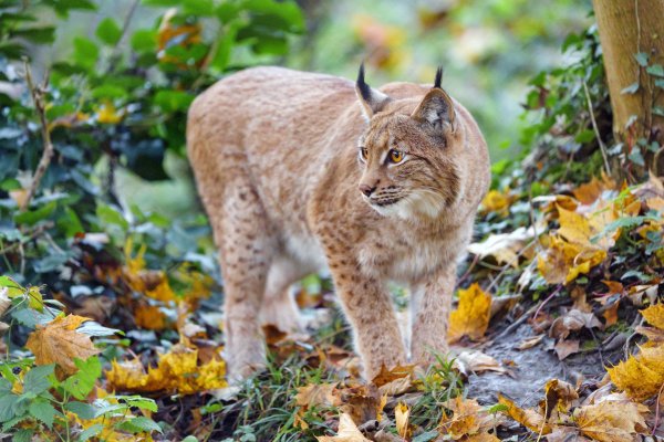 рысь большая