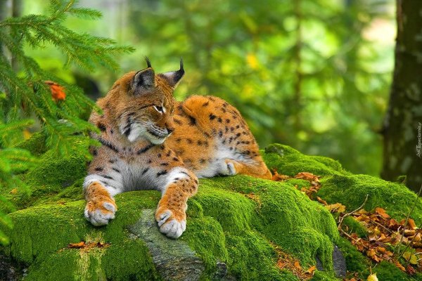 рысь уссурийской тайги