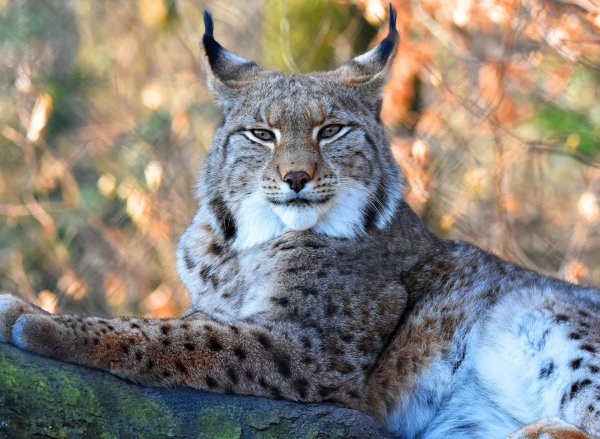 рысь большая