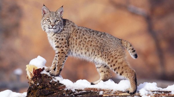 викторина угадай животное