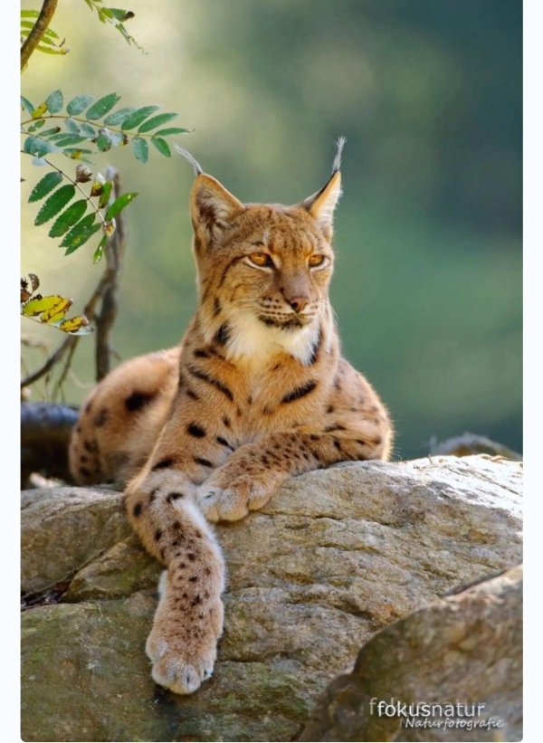 рысь красивая