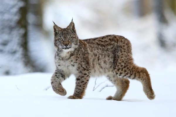 сибирская рысь