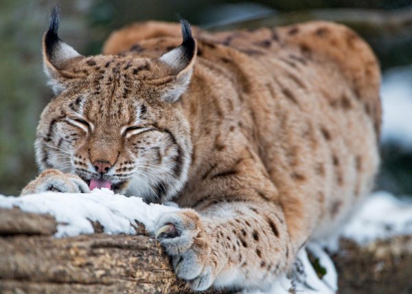 рысь алтайский заповедник