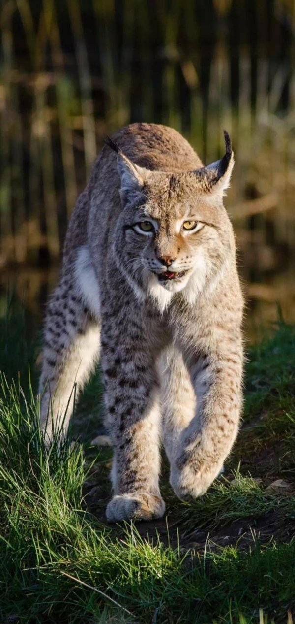 гималайская рысь