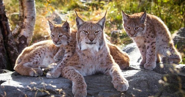 рысь детеныши рысята