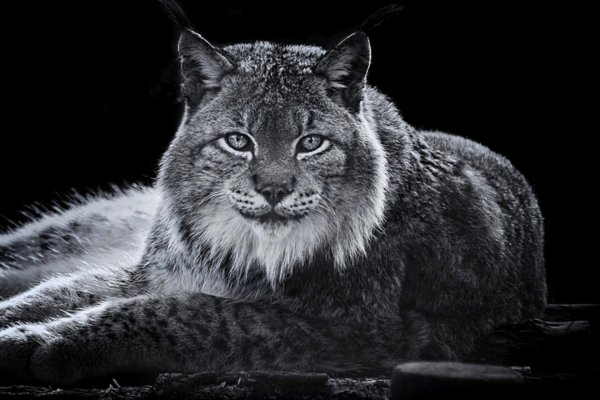 рысь меланист