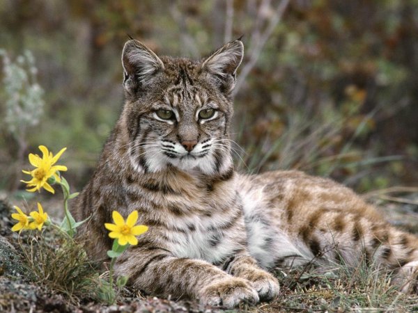 бобкэт рысь