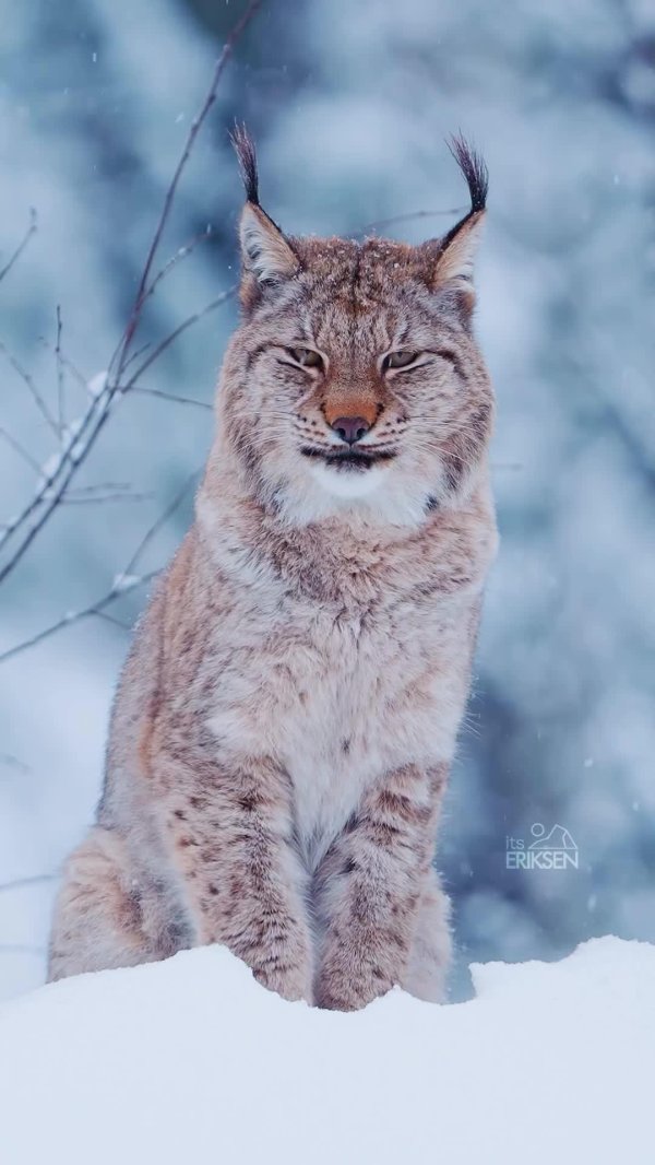 рысь большая