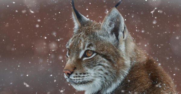 рысь дальневосточная