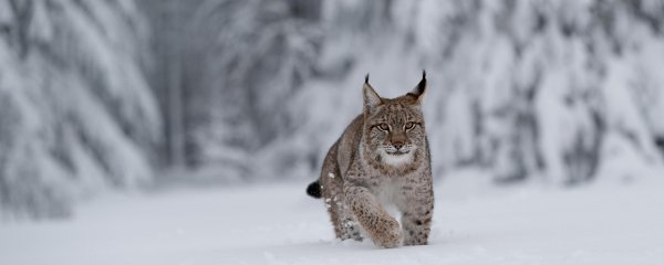 снежная рысь