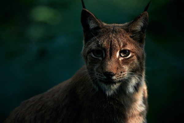 рысь меланист