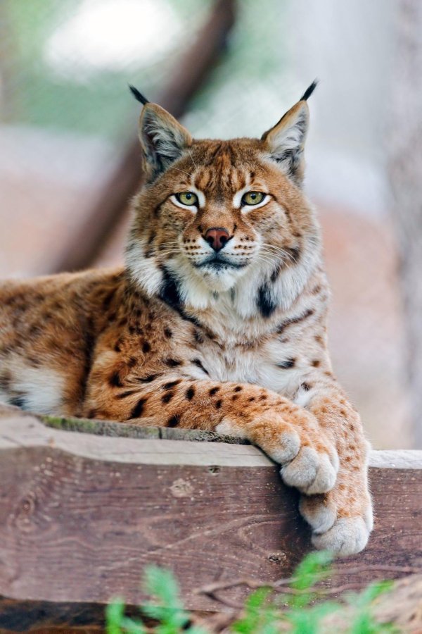 рысь большая