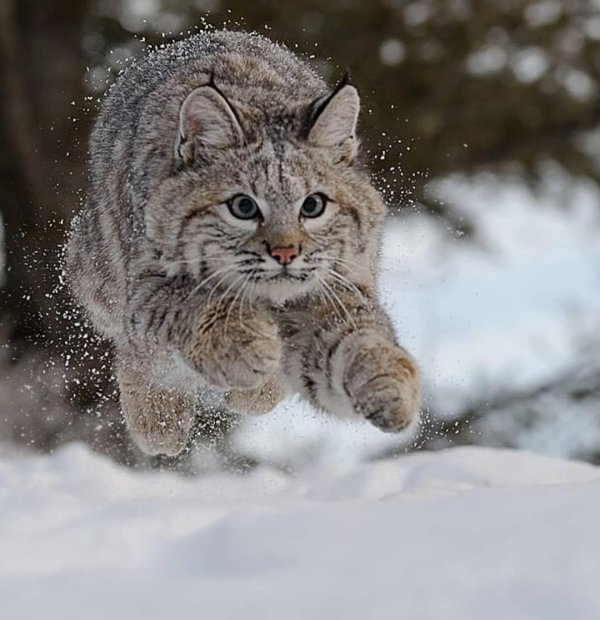 канадская рысь