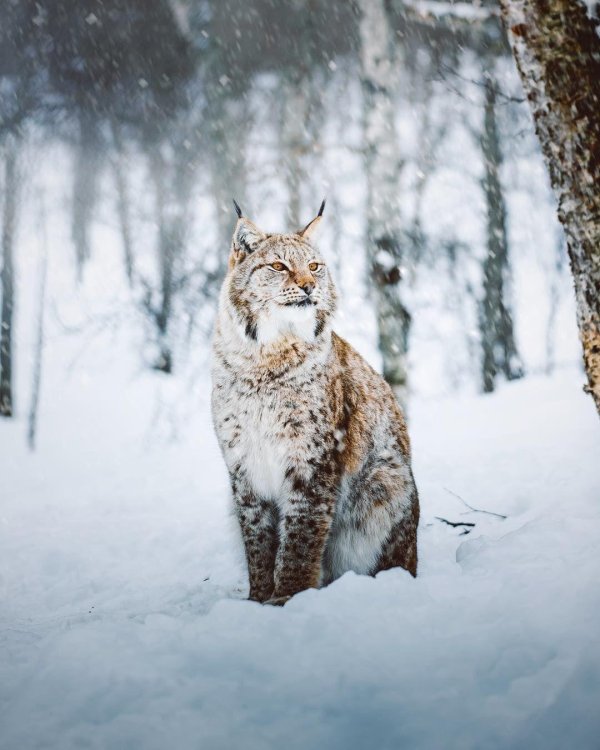 животные в зимнем лесу